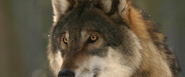 Wolf (Quelle: Bild von steffiheufelder auf Pixabay )