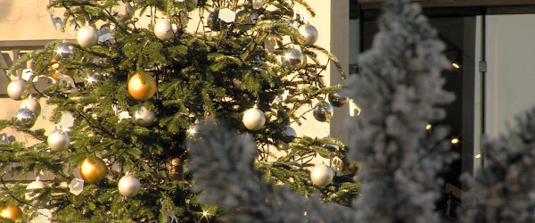 Weihnachtsbäume in Metzingen (Quelle: RIK)